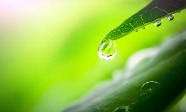 Water drop on leaf — Stock Photo, Image