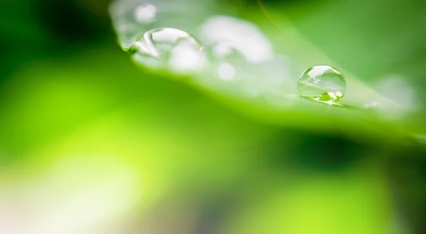 Waterdruppel op blad — Stockfoto