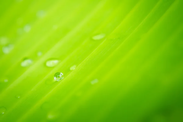 Banana leaf — Stock Photo, Image