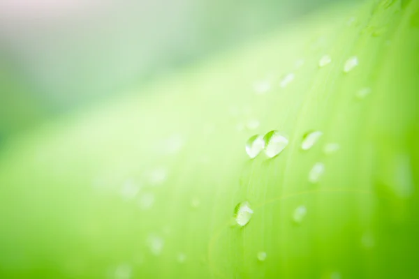 Hoja de plátano — Foto de Stock