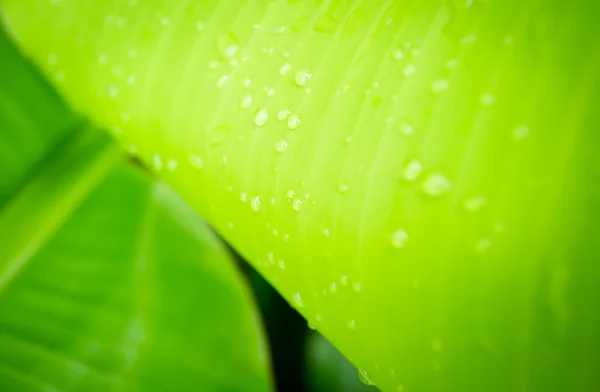 Bananenblatt — Stockfoto