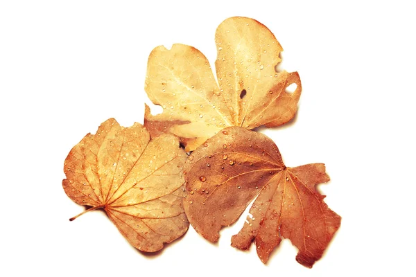 葉の秋 — ストック写真