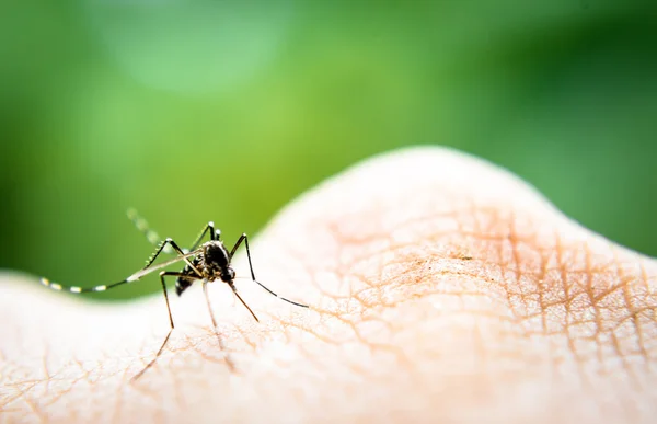 Mosquito chupando sangre —  Fotos de Stock