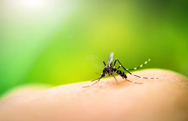 Mosquito chupando sangre — Foto de Stock