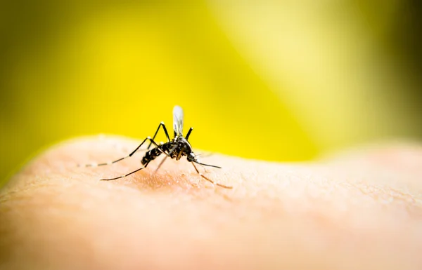Sangue sugador de mosquito — Fotografia de Stock