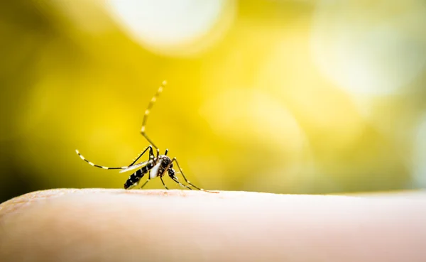 Mosquito chupando sangre —  Fotos de Stock