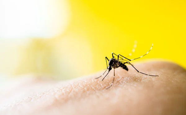 Mosquito chupando sangre — Foto de Stock