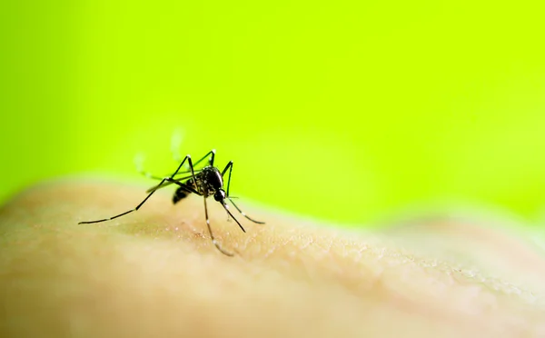 Mosquito chupando sangre — Foto de Stock