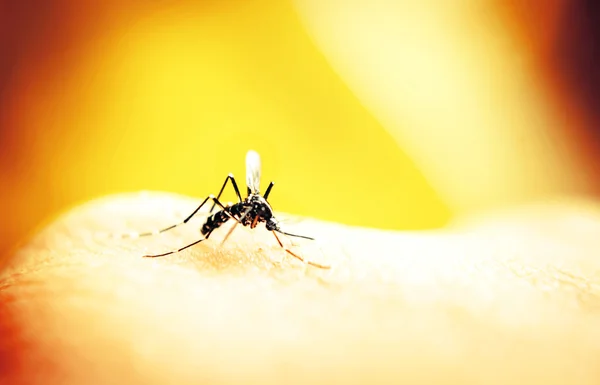 Mosquito chupando sangre — Foto de Stock