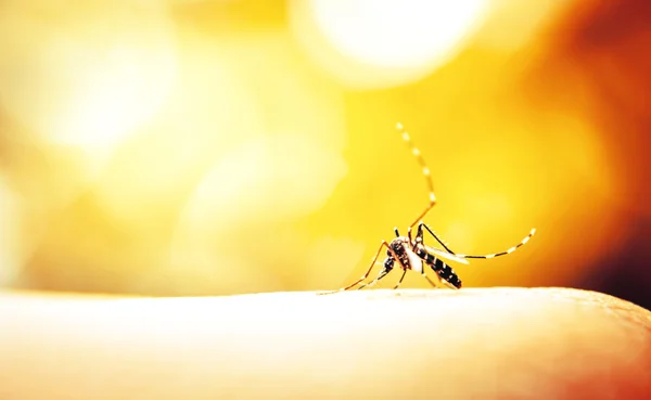 蚊子吸血 — 图库照片