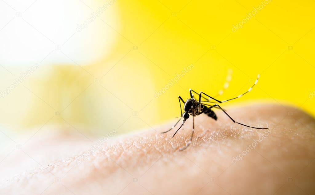 Mosquito sucking blood