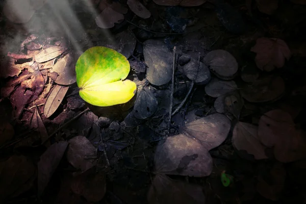 Leaf in dark — Stock Photo, Image