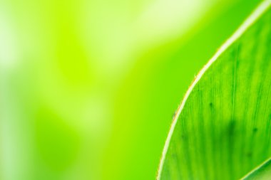 yaprak yeşil arka plan