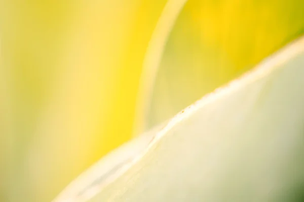 Fond de feuille jaune — Photo