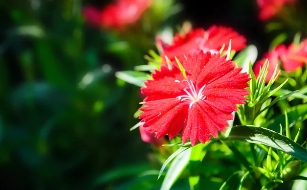 Røde blomster - Stock-foto