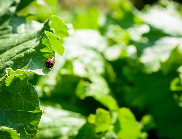 Plantaardige Sla — Stockfoto