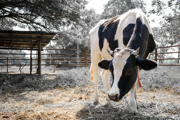 Milk cow — Stock Photo, Image