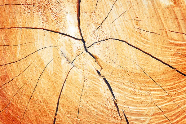Textura de los anillos de crecimiento árbol — Foto de Stock