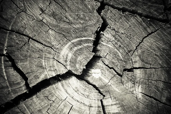 Texture des anneaux de croissance arbre — Photo