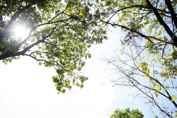 Äste mit Himmel — Stockfoto