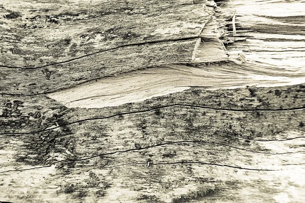 Texturou kůry stromu pro pozadí — Stock fotografie