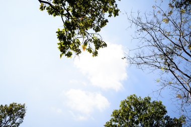 ağaç dalları ile gök