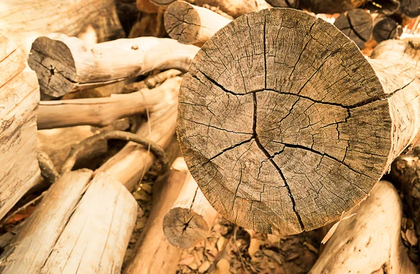 Dřevo v továrně — Stock fotografie