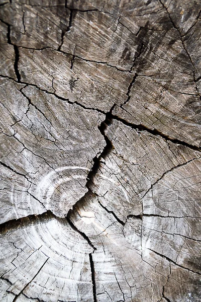 Texture des anneaux de croissance arbre — Photo