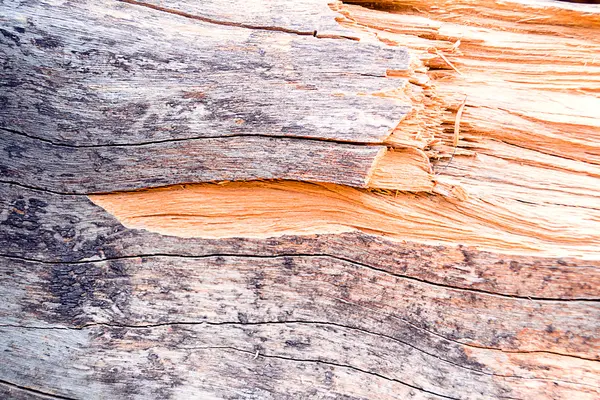 Texture of bark tree for background — Stock Photo, Image