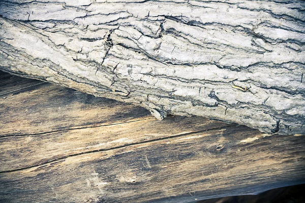 Texture of bark tree for background — Stock Photo, Image