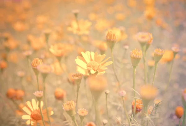 Butterblumenwiese im Blumengarten — Stockfoto