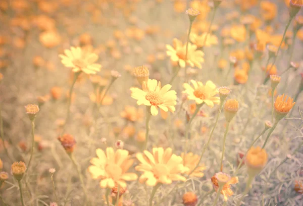 Butterblumenwiese im Blumengarten — Stockfoto