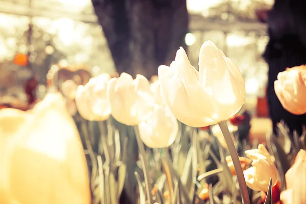 Поле тюльпанов цветет в саду — стоковое фото