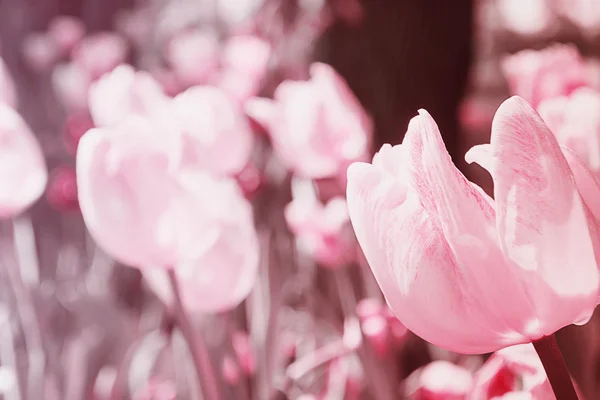 Tulips field blooming in the garden — Stock Photo, Image