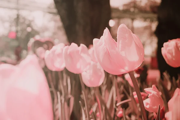 Tulpaner fältet blommar i trädgården — Stockfoto
