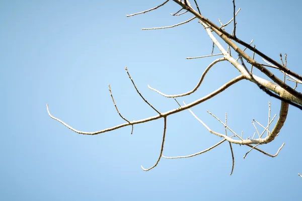 Grenar av träden i himlen — Stockfoto