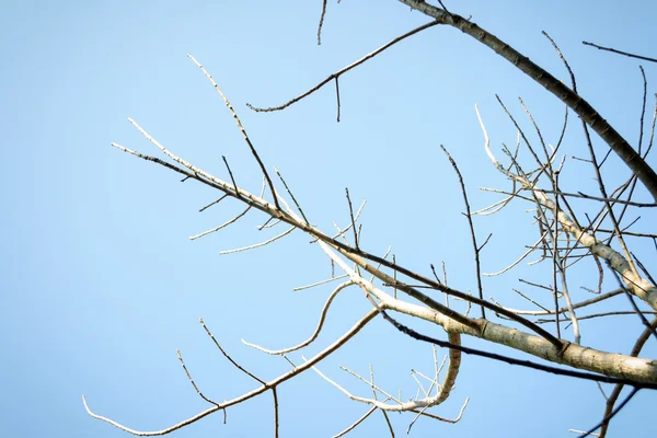 Zweige der Bäume am Himmel — Stockfoto