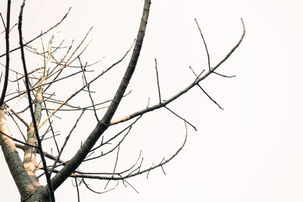 Branches des arbres dans le ciel — Photo