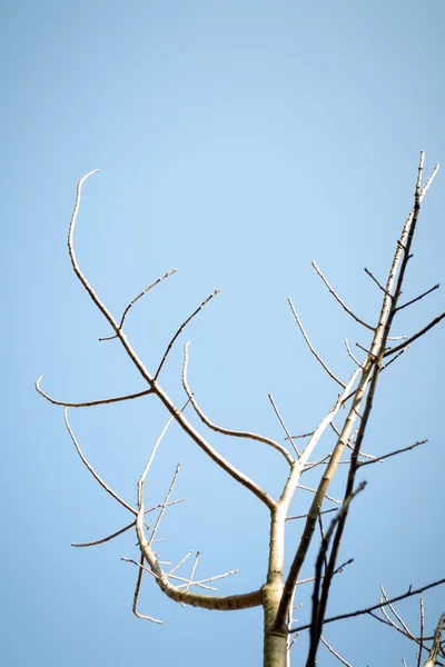 Zweige der Bäume am Himmel — Stockfoto