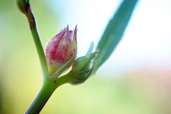 Bahçede Roselle çiçek — Stok fotoğraf