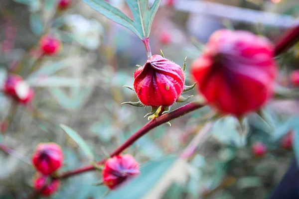 庭のローゼルの花 — ストック写真