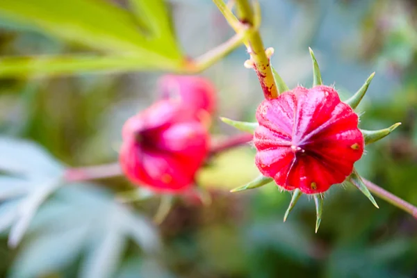 Flores de rosela en el jardín —  Fotos de Stock