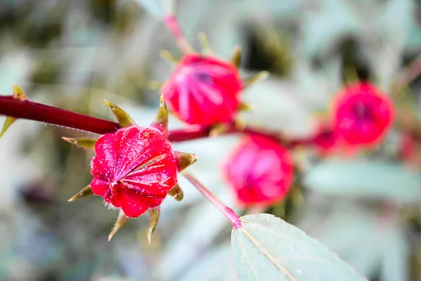 Roselle blommorna i trädgården — Stockfoto