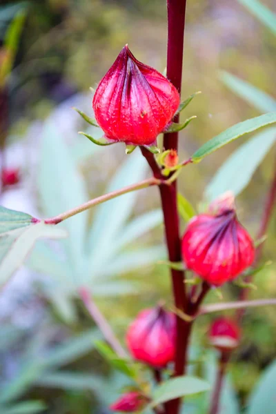 花园里的玫瑰茄花 — 图库照片