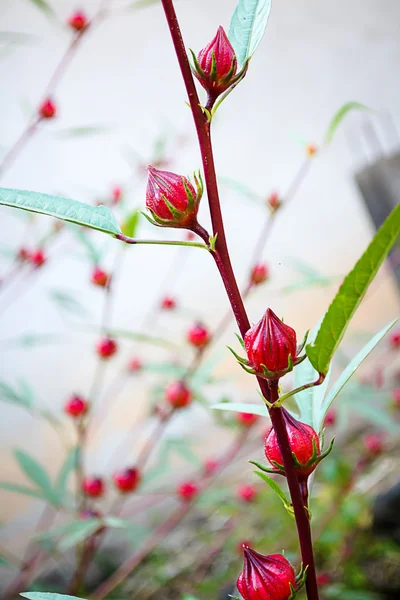 Flores de rosela en el jardín —  Fotos de Stock