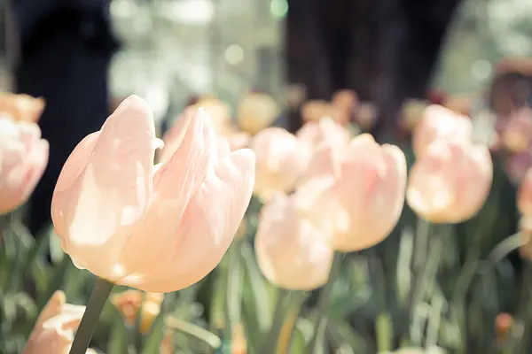 Tulips field blooming in the garden — Stock Photo, Image