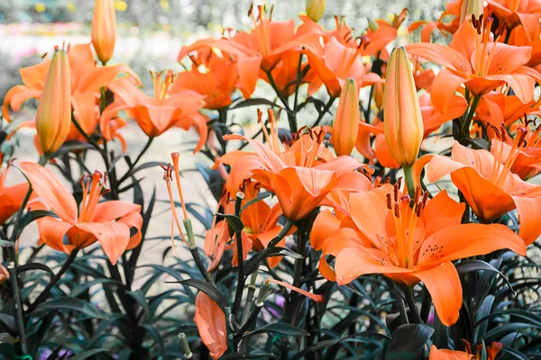 Campo de tulipanes floreciendo en el jardín —  Fotos de Stock