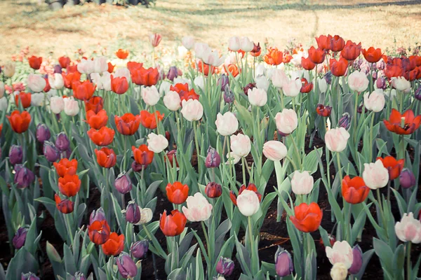 Поле тюльпанов цветет в саду — стоковое фото