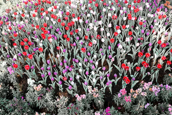 Tulips field blooming in the garden — Stock Photo, Image