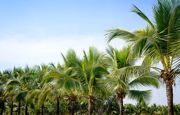 Coconut garden — Stock Photo, Image